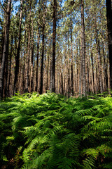 Obraz premium A forest with trees that are burnt and have a blackened appearance. The trees are tall and the sky is clear