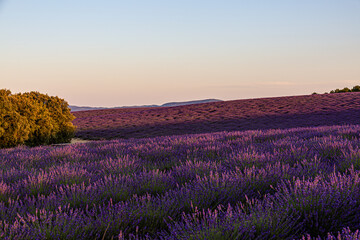 Obraz premium Paysage de Lavandes, Lavensole, Provence, France