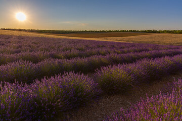 Obraz premium Paysage de Lavandes, Lavensole, Provence, France