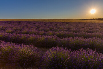 Naklejka premium Paysage de Lavandes, Plateau de Lavensole, Alpes-de-Haute-Provence, France