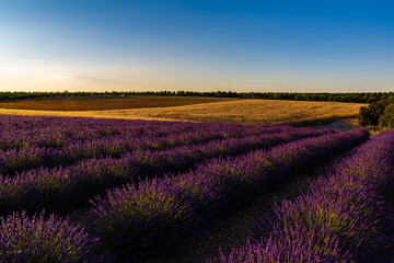 Paysage de Lavandes, Plateau de Lavensole, Alpes-de-Haute-Provence, France