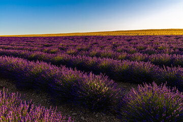 Fototapeta premium Paysage de Lavandes, Lavensole, Provence, France