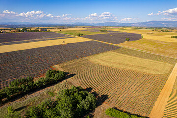 Fototapeta premium Paysage de Lavandes, Lavensole, Provence, France