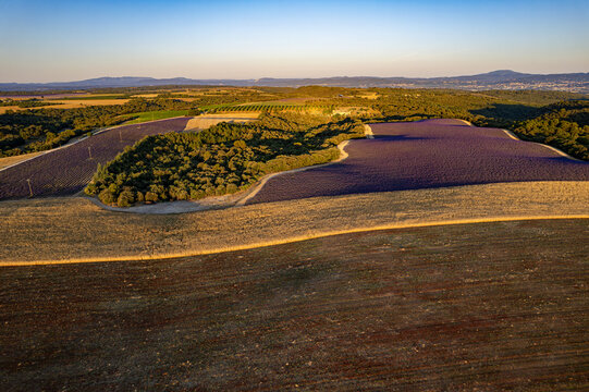 Paysage de Lavandes, Plateau de Valensole, Alpes de Haute-Provence, France