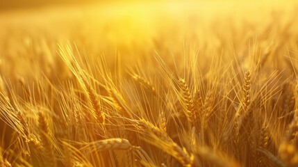 Grain Image