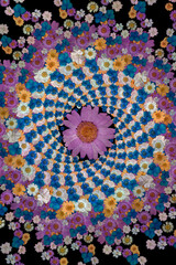Obraz premium Dried pressed flower design close up