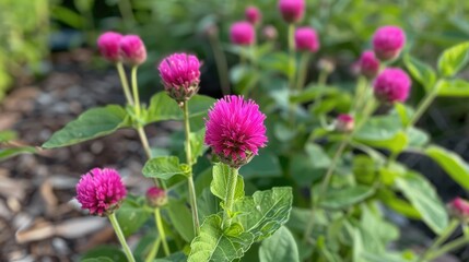 Fototapeta premium Gorgeous Globe Amaranth Bloom in Yard