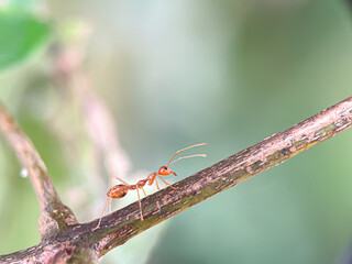 Close-up of weaver ants, weaver ants or croto ants on a wooden twig