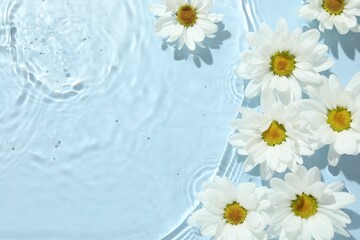 Beautiful daisy flowers in water on light blue background, top view. Space for text