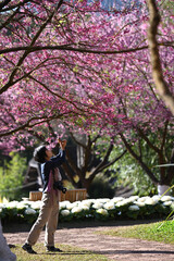 Fototapeta premium Asian woman taking a photo of the pink flowes,Prunus cerasoides, that bloomimg in the garden. 