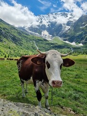 Cows Grazing in Alpine Meadow near Col de Tricot
