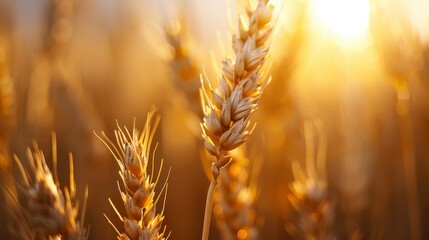 Close-up view of golden wheat heads illuminated by the warm glow of sunset, capturing the richness and beauty of a golden summer field in this tranquil rural scene.