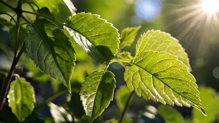green leaves in sunlight