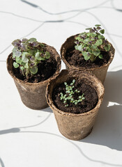 Garden concept: seeds, pots and little instruments like a shovel and rake on white background. Environmental conservation, eco concept