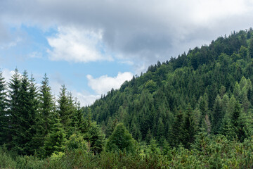 Close-up of a mountain covered with dense coniferous forest on a cloudy summer day. Beautiful landscape, natural background. High quality photo