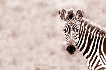 Zebra stands in profile with black and white stripes on a blurred background