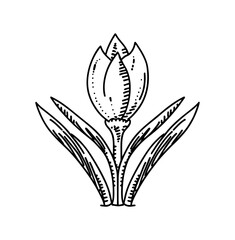 vector drawing flowering branch of flowers with leaves and flowers, azalea, hand drawn vintage illustration	