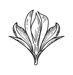 vector drawing flowering branch of flowers with leaves and flowers, azalea, hand drawn vintage illustration	