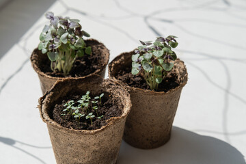 Garden concept: seeds, pots and little instruments like a shovel and rake on white background. Environmental conservation, eco concept