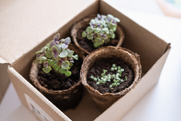 Garden concept: seeds, pots and little instruments like a shovel and rake on white background. Environmental conservation, eco concept