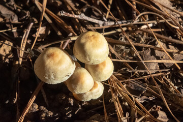 mushrooms in the forest