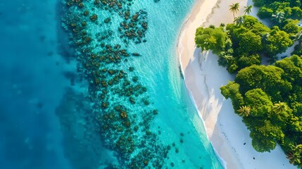 Aerial View of Tropical Beach with Clear Blue Water and Lush Green Trees.