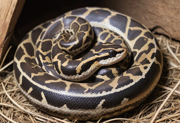 Fototapeta premium A ball python curled up in a hideout. 