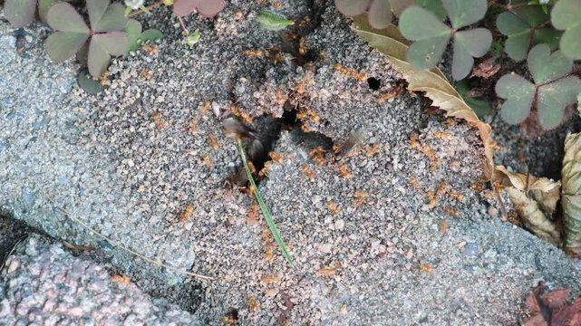 Rote Ameisen im Garten mit fliegenden Ameisen, die sich auf den Weg machen neue V&ouml;lker zu gr&uuml;nden.