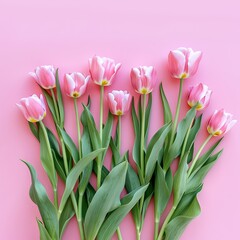 Fototapeta premium Spring Elegance Fresh Pink Tulips on Pastel Background