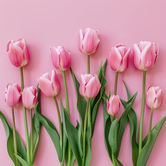 Obraz premium Spring Elegance Fresh Pink Tulips on Pastel Background
