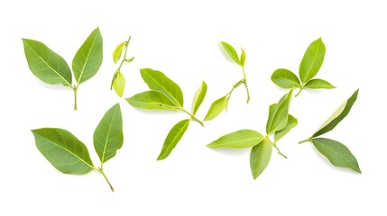 Obraz premium green leaves isolated on white