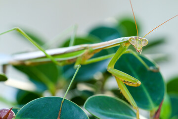 a close-up shot of a praying mantis on a green leaf
