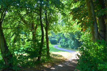 Summer landscape. Footpath in the park.	