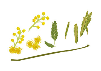 背景が透明の春に咲く黄色いギンヨウアカシアの花と葉枝セット