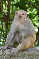 MacLehose trail companion (monkeys)