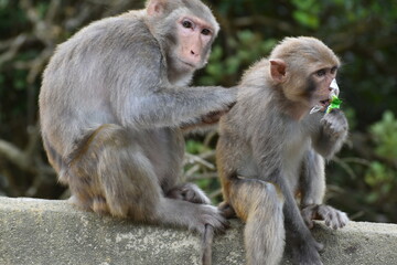 MacLehose trail companion (monkeys)