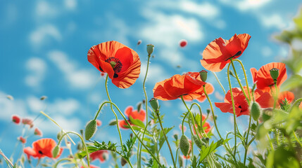 Obraz premium Red poppy flowers against the blue sky. By 