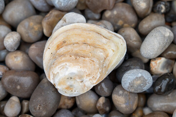 A macro shot of a white shell lies on a round gray pebble on the beach of Etretat in Normandy. Natural and textured background. 