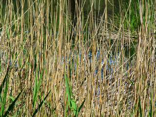 Dry reeds on the bank of a reservoir