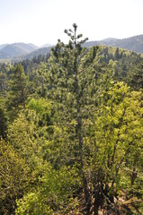 Beautiful nature view in Seven Lakes (Yedi Goller) National Park, Bolu, Turkey.