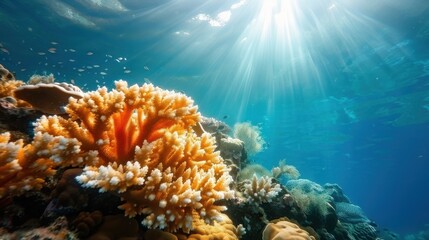 Obraz premium A stunning underwater coral formation is lit by radiant rays of sunlight filtering through the ocean's surface. The captivating scene highlights the wonders of the marine world.