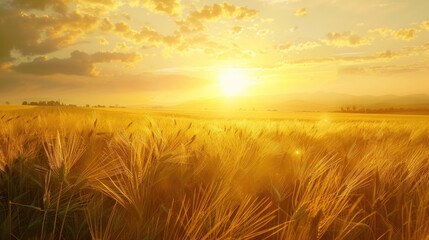 Obraz premium Harvesting in a sunset rye field