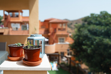 Two small potted plants and a blue lantern on a sunlit balcony with Mediterranean-style buildings in the background. Homegrown herbs, DYI gardening 