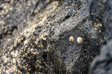 Meeresmuscheln auf vulkanischem Felsen auf Lanzarote