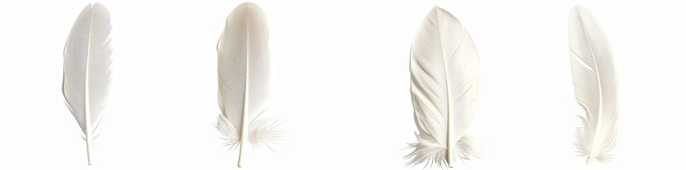 A hyperrealistic high-detail white bird feather isolated on a transparent background