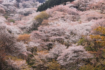 A Stunning Display of Blooming Cherry Blossoms in Spring, Creating a Scenic View of Pink Flowers and Lush Greenery in a Japanese Landscape