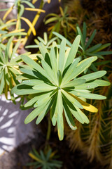 Nahaufnahme einer Sukkulente im Garten auf Lanzarote