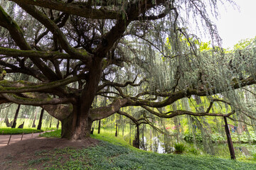 Obraz premium tree in the park