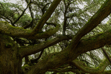 tree in the park