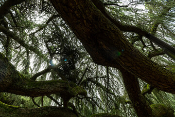 Obraz premium tree in the park